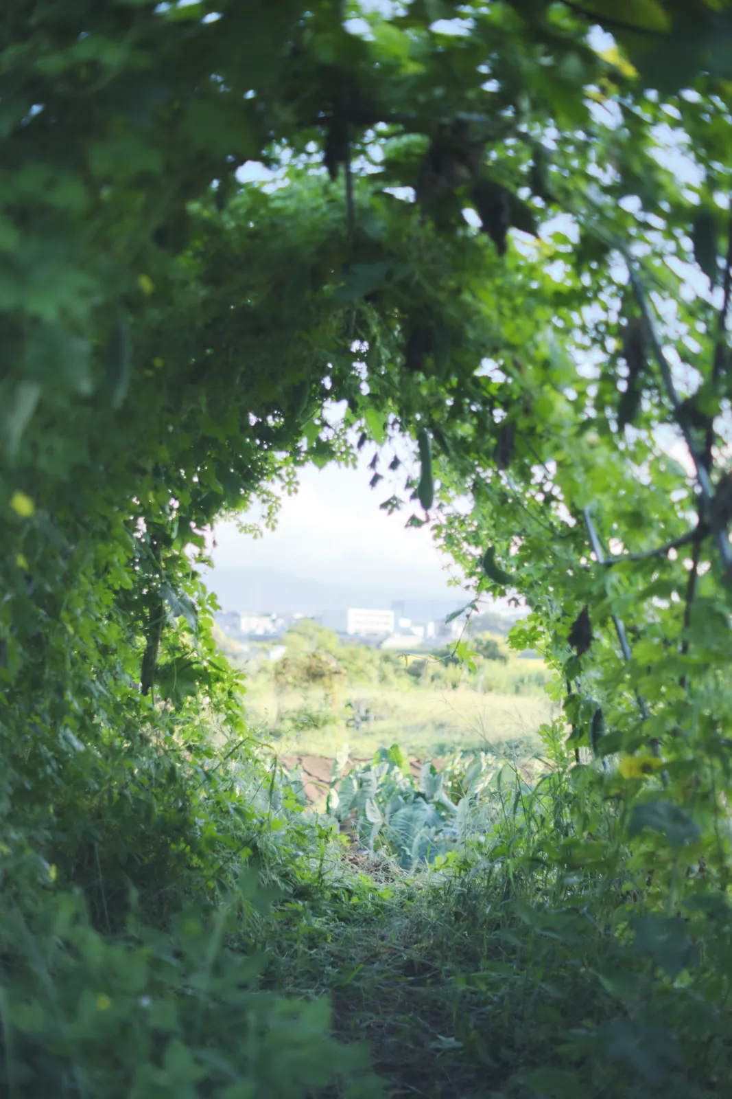 夏のはじまる前、散歩中に。