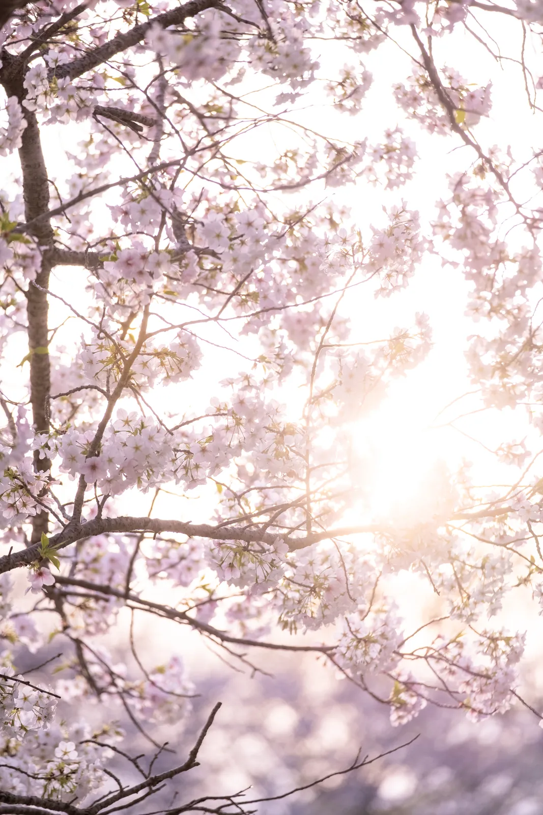 桜